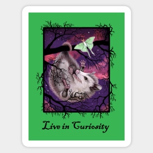 "Live in Curiosity" Opossum and Moth Sticker